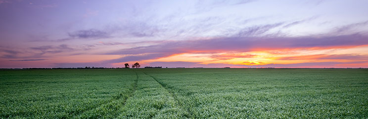 Wheat field with purple horizon